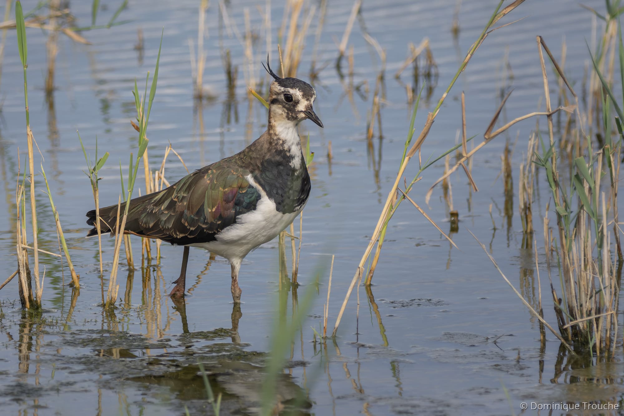 Activités en famille en Nord Gironde & Charente Maritime : terres d'oiseaux, Vanneau huppé photo par Dominique Trouche