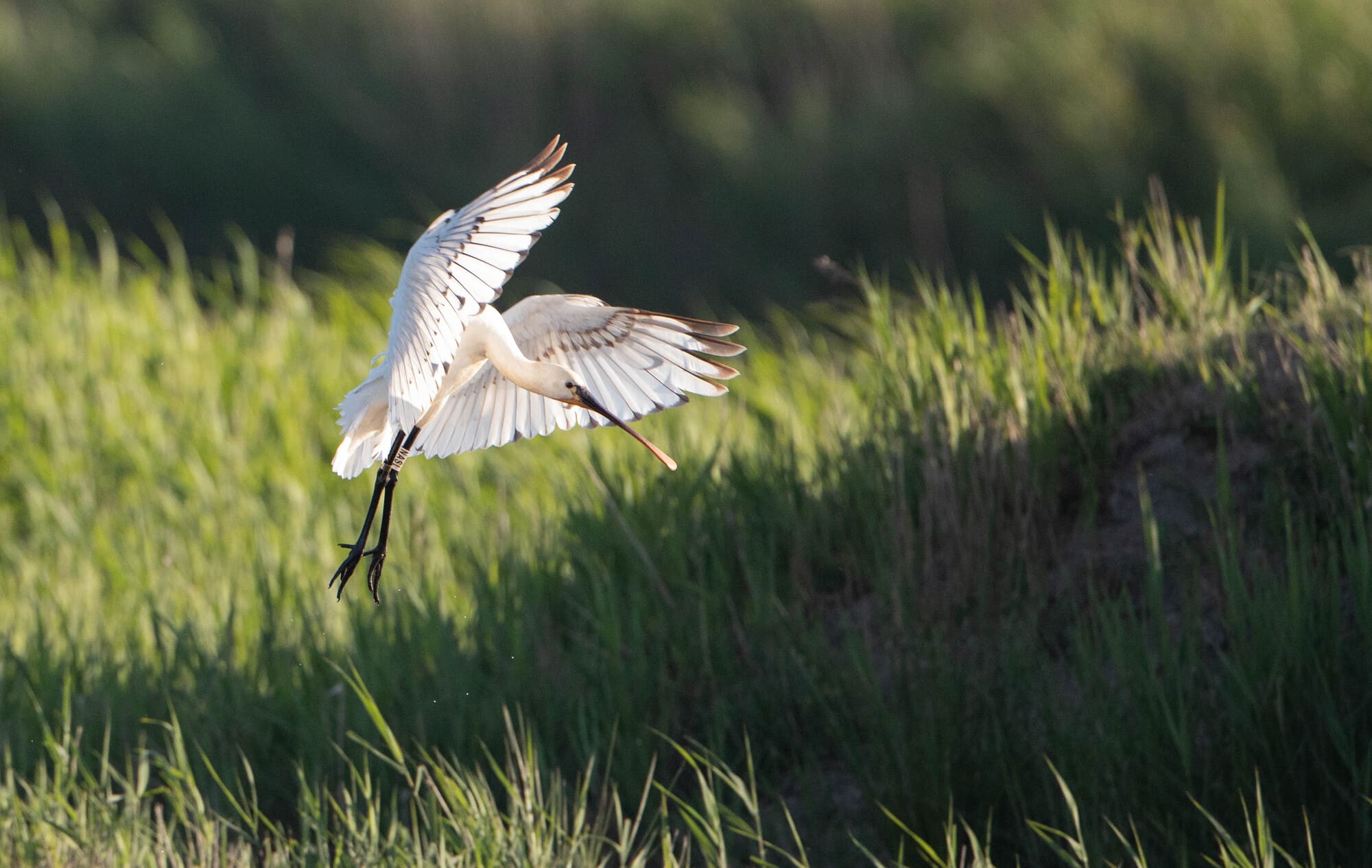 Activités en famille en Nord Gironde & Charente Maritime : terres d oiseaux©terres d oiseaux.jpg