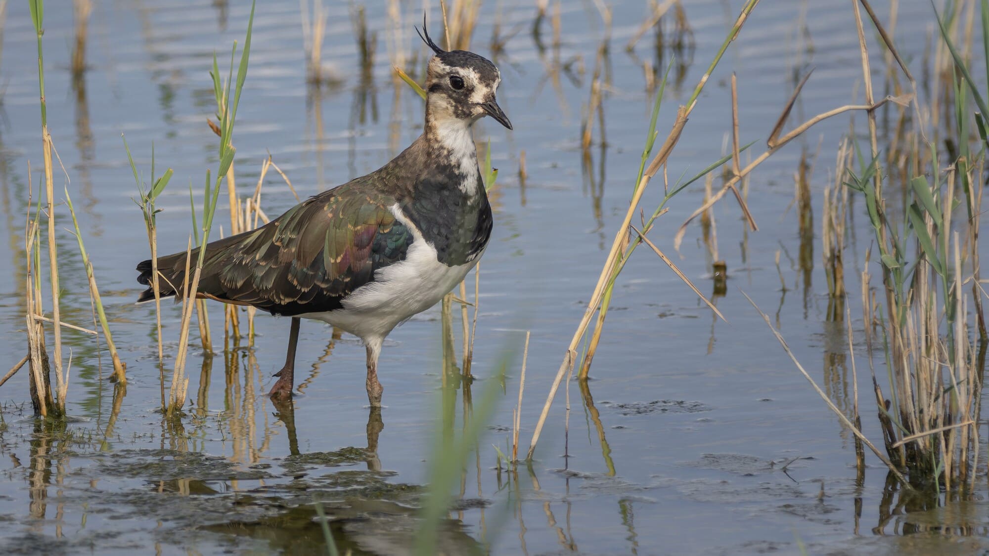 Terres d'oiseaux, Vanneau huppé photo Dominique Trouche